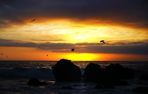 Sea, wave, beach, clouds, stone, sunrise, pelicans, the sky is yellow