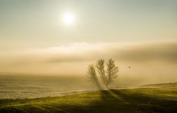 Fog, tree, bird, morning