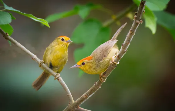 Birds, branch, a couple, chatterbox with red caps
