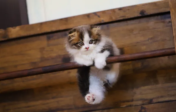 Cat, white, background, Board, baby, kitty, hanging, stick