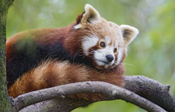 Picture branch, red Panda, firefox, red Panda, ©Tambako The Jaguar