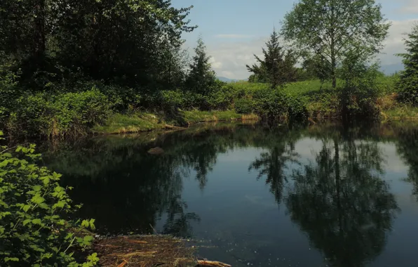 Picture the sky, reflection, trees, nature, pond, the evening, forest, Nature