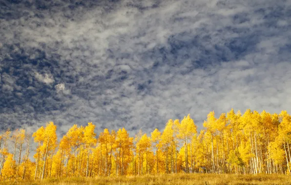 Picture autumn, the sky, clouds, trees, yellow, autumn, Golden autumn