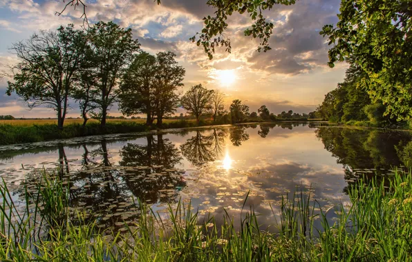 Picture grass, the sun, trees, landscape, sunset, nature, lake, reflection