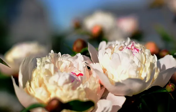 White, flowers, spring, flowering, Peonies