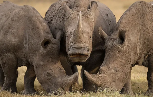 Animals, nature, africa, wildlife, Rhinoceroses
