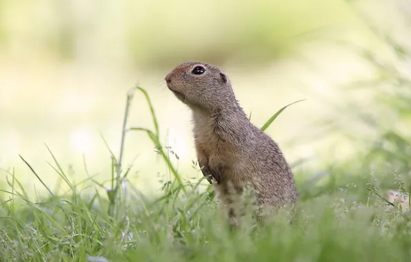 Grass, look, light, glade, face, gopher, stand, bokeh