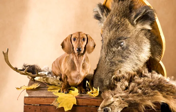 Picture leaves, dog, head, skin, horns, Dachshund, chest, boar