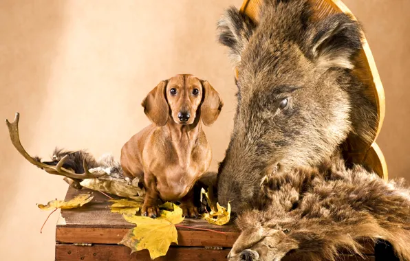 Leaves, dog, head, skin, horns, Dachshund, chest, boar