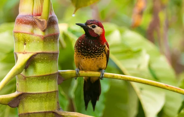 Leaves, trees, branches, tropics, bird