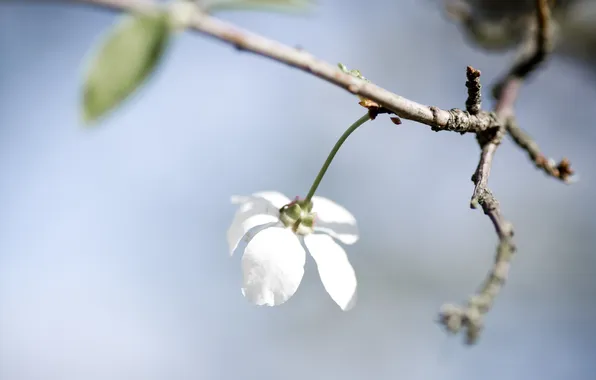 Picture white, flower, the sky, macro, sprig, branch, spring, petals