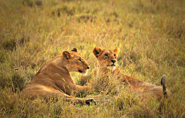 Grass, Savannah, lioness, looking