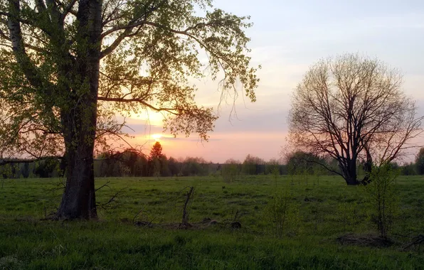 Picture field, trees, landscape, sunset, nature