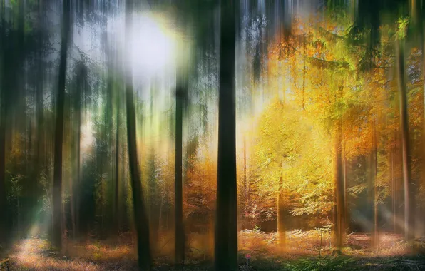 Abstract, Colours, serene, fairytale forest