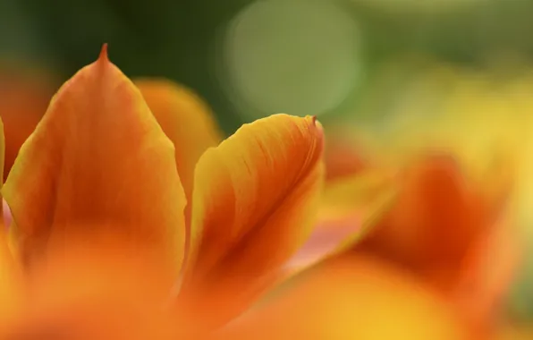 Macro, flowers, nature