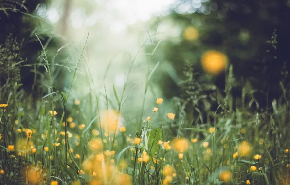 Grass, trees, flowers, the bushes, bokeh