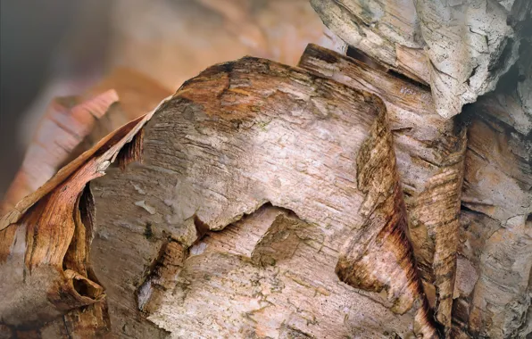 Macro, bark, birch
