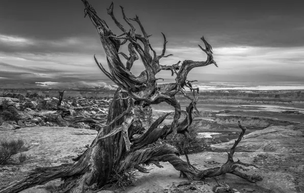 Picture trees, snag, b & W photo