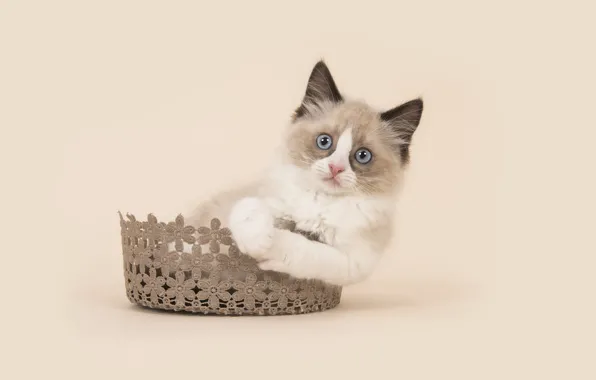 Cat, look, pose, kitty, legs, lies, blue eyes, face