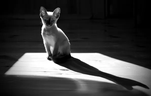 Picture cat, cat, shadow, silhouette, contrast, floor, kitty, monochrome