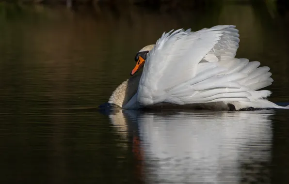 Picture white, reflection, background, bird, swans, pond