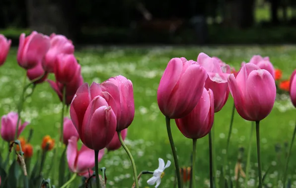 Picture wet, flowers, Park, tulips, bokeh, grass