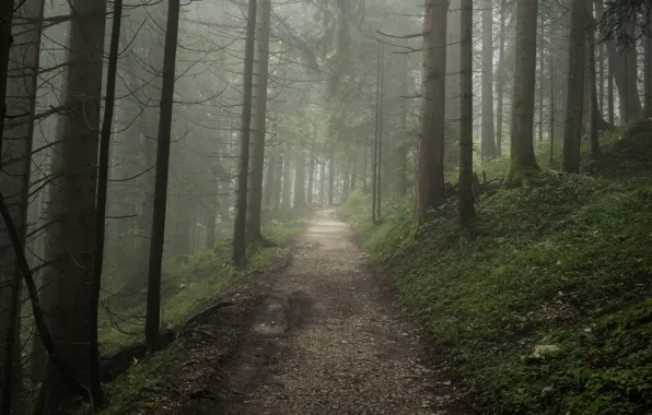 Picture forest, trees, nature, path