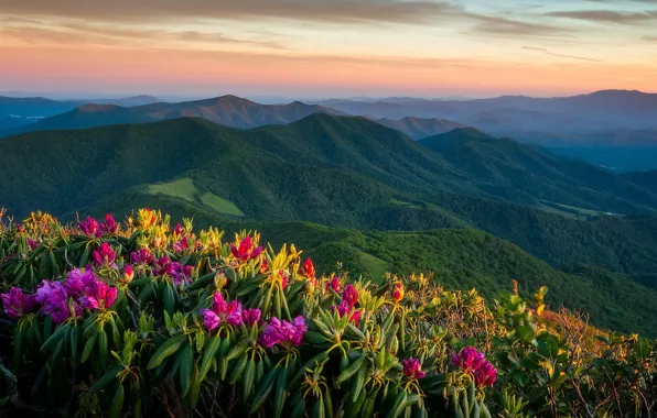 Sunset, mountains, panorama, North Carolina, North Carolina, Appalachian, Appalachian Mountains, rhododendrons
