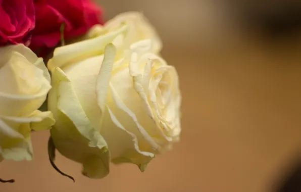 Picture macro, roses, white rose