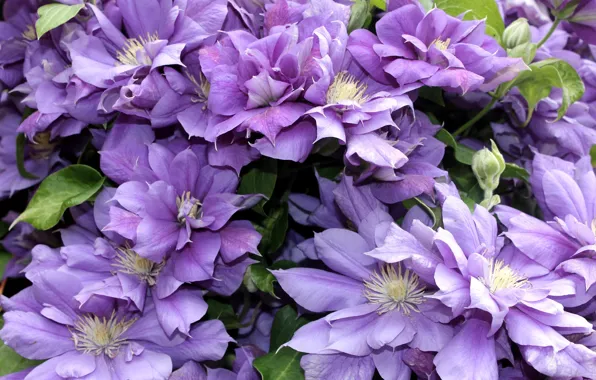 Lilac, clematis, clematis