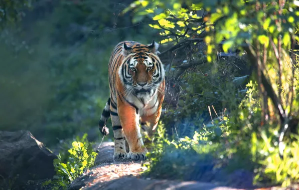 Look, light, branches, nature, tiger, foliage, trail, walk