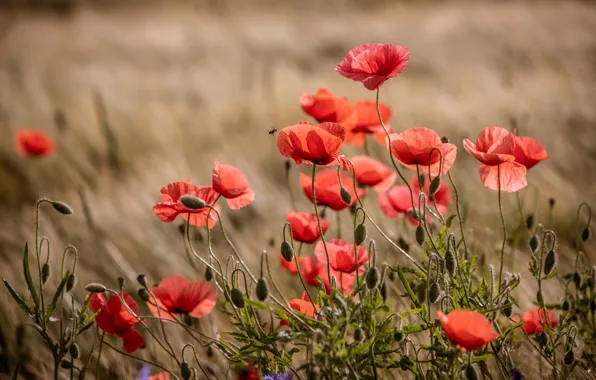 Summer, flowers, Maki