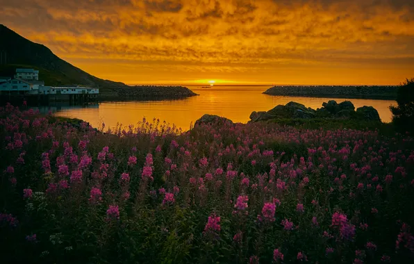 Summer, the sun, clouds, sunset, flowers, lake, thickets, shore