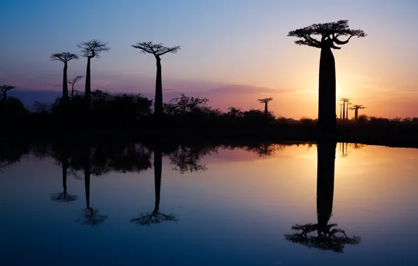 Water, trees, reflection, morning, Africa, baobabs