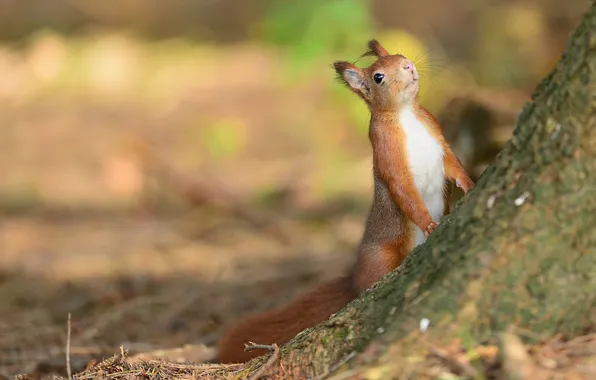Trees, protein, trunk, red