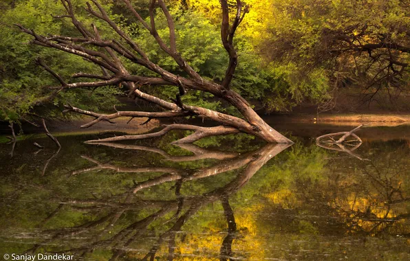Picture forest, water, trees, tree, shore, foliage, pond