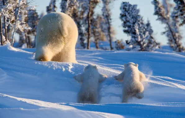 Picture polar bear, rear view, two of the bear