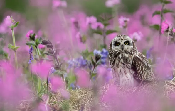 Flowers, owl, bird, Short-eared owl