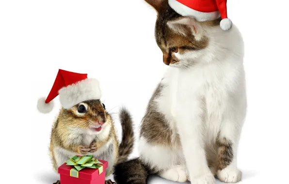 Picture cat, cat, gift, hat, new year, Chipmunk, Christmas, cat