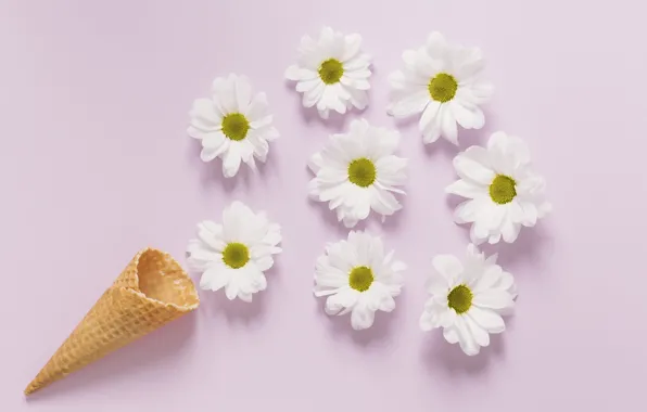 Chamomile, horn, flowers, cute, camomile, tender, cone, waffle