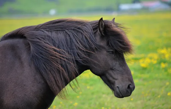 Field, face, horse, horse, portrait, pony, profile, bangs