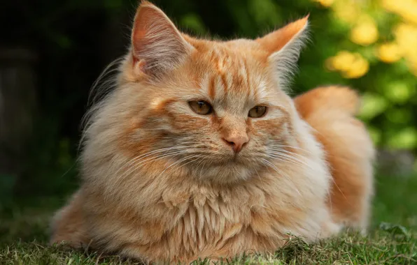 Cat, grass, cat, look, face, portrait, red, lies