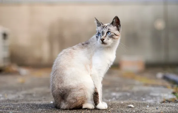 Cat, the city, street