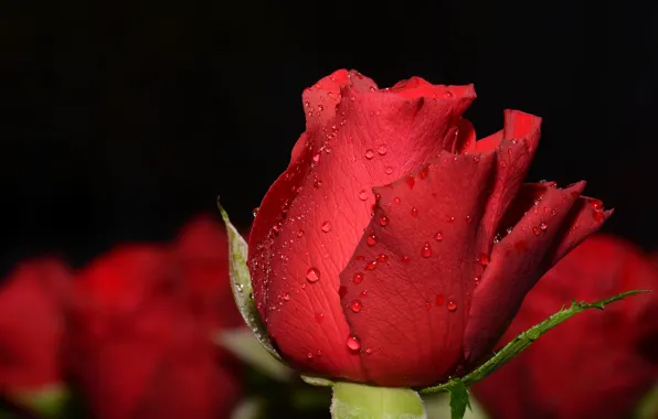 Drops, macro, background, Bud, red rose, bokeh
