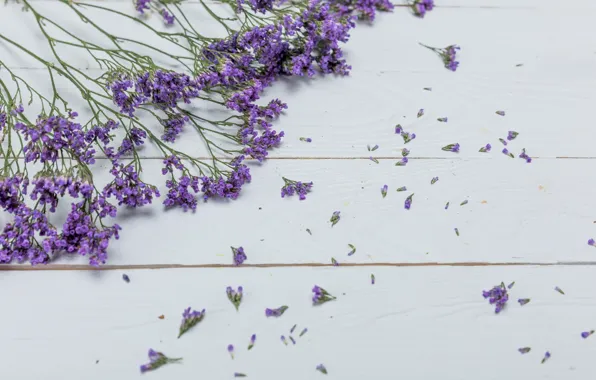 Background, Flowers, Lavender