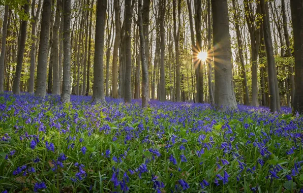 Forest, the sun, rays, trees, flowers, glade, spring, slope