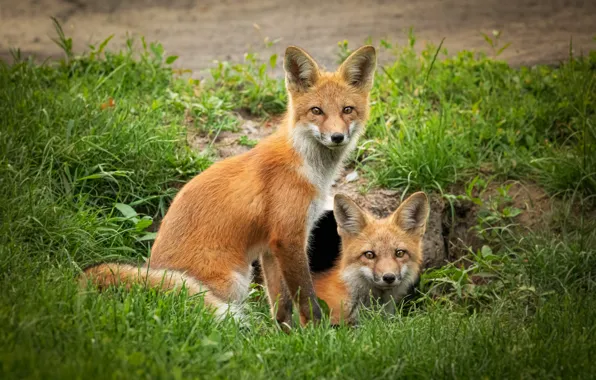 Grass, Fox, a couple, cubs, two Fox