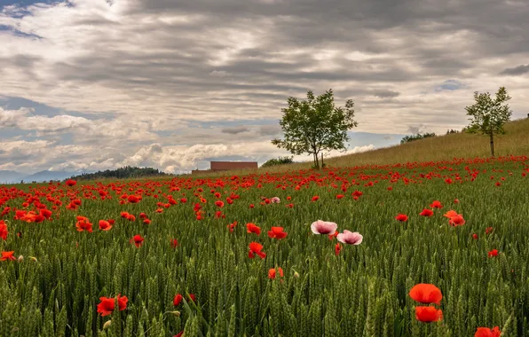 Wheat, field, summer, the sky, clouds, flowers, tree, Maki