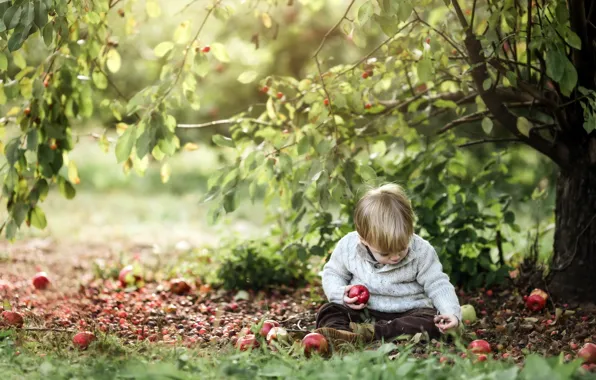 Picture nature, apples, boy