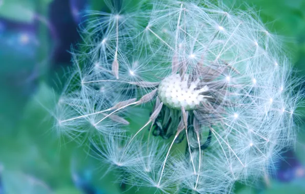 Flowers, dandelion, spring